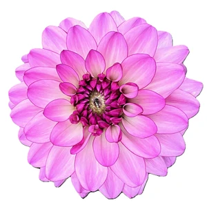 Dahlia 'Dark Crystal' - image 2