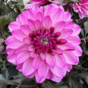 Dahlia 'Dark Crystal' - image 1