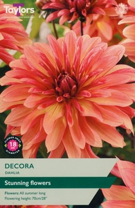 Dahlia Decora