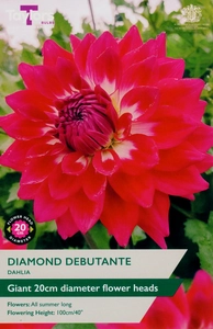 Dahlia Diamond Debutante