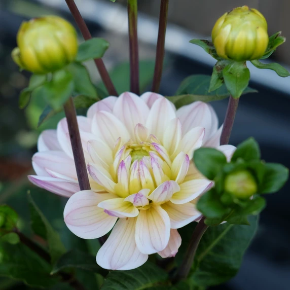 Dahlia 'Diana's Memory'