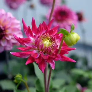 Dahlia 'Dutch Explosion'