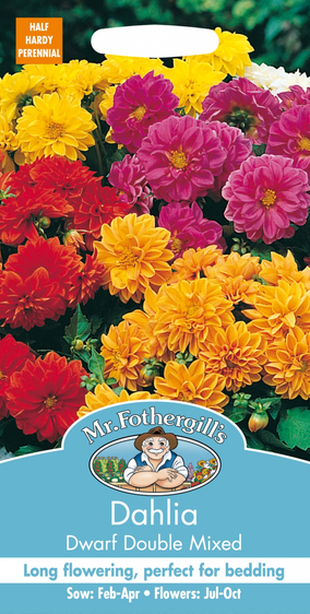 Dahlia Dwarf Double Mixed