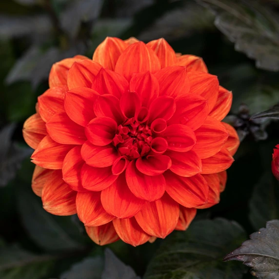 Dahlia 'Ellen Huston'