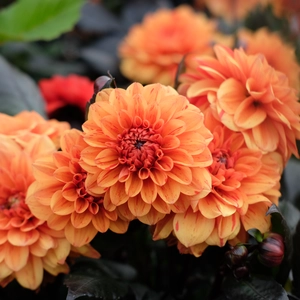 Dahlia 'Ellen Huston'