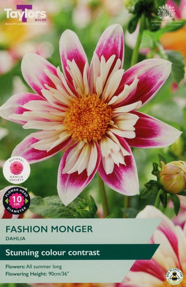 Dahlia Fashion Monger
