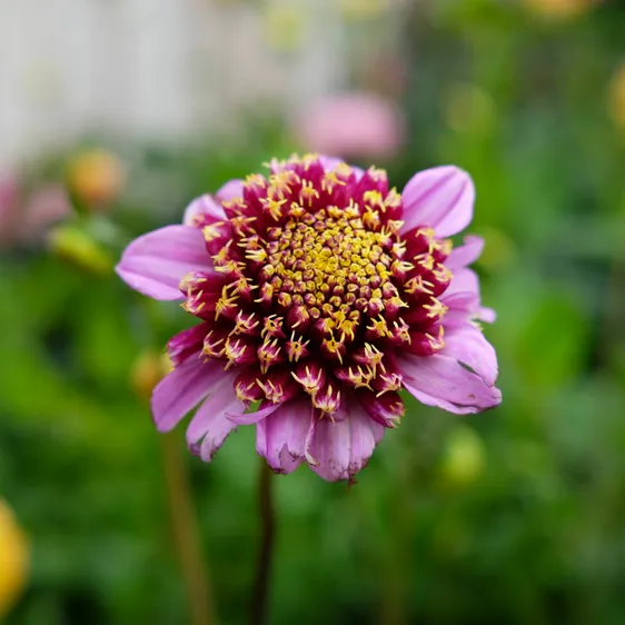 Dahlia 'Fenna Baaij'