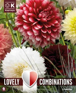 Dahlia Fimbriata Mix