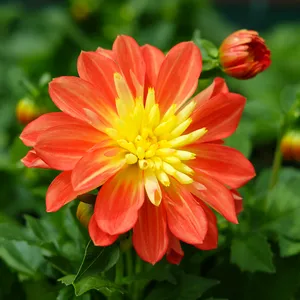Dahlia 'Gardenetta Fireball'