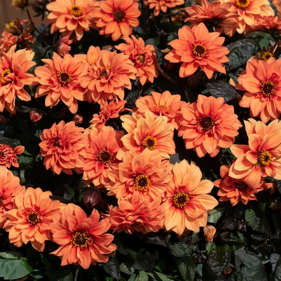 Picture - Ball Horticultural