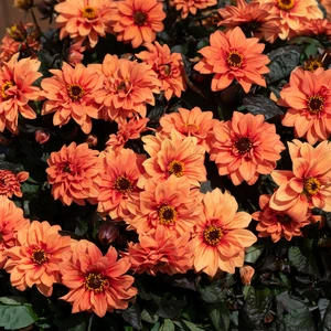 Picture - Ball Horticultural