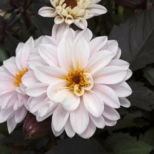 Picture - Ball Horticultural