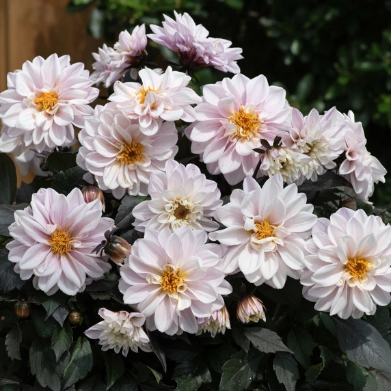 Picture - Ball Horticultural