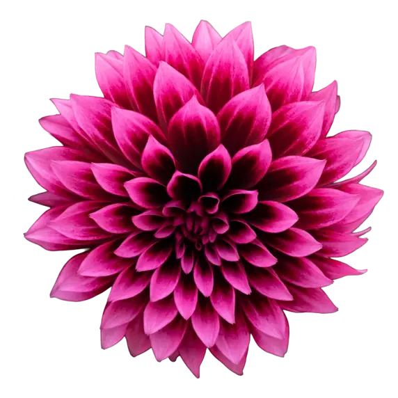 Dahlia Gardenetta ‘Velvet Crush’ - image 2
