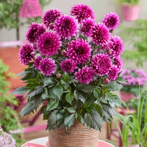 Dahlia Gardenetta ‘Velvet Crush’ - image 3