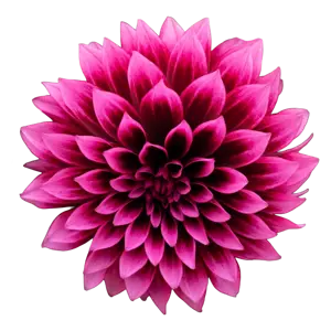 Dahlia Gardenetta ‘Velvet Crush’ 2L - image 2