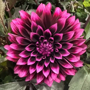 Dahlia Gardenetta ‘Velvet Crush’ 2L - image 1