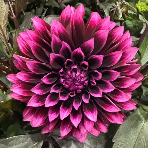 Dahlia Gardenetta ‘Velvet Crush’ - image 1