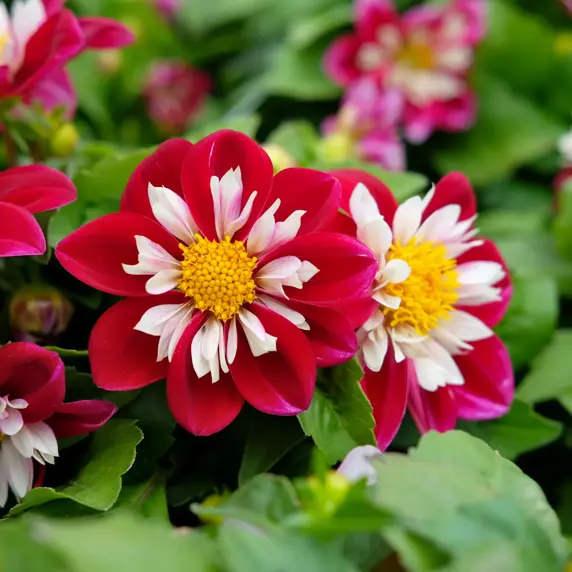 Dahlia Goldalia 'Rose'