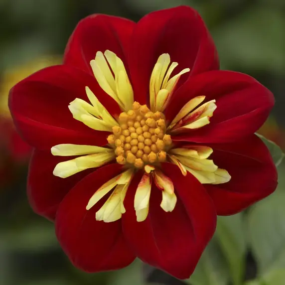 Dahlia Goldalia 'Scarlet'