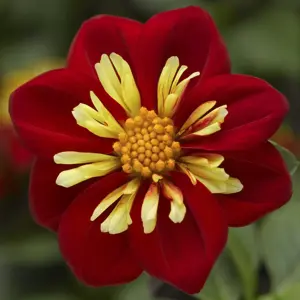 Dahlia Goldalia 'Scarlet'