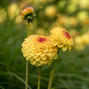 Dahlia 'Golden Scepter'