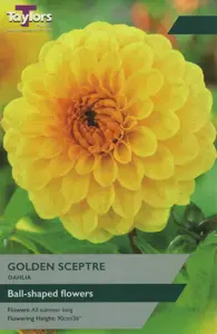 Dahlia Golden Sceptre