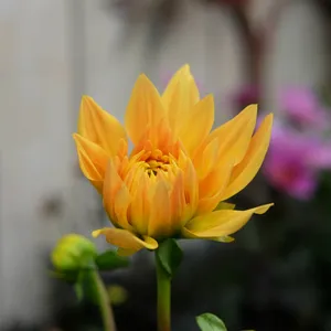 Dahlia 'Golden Vulcan'