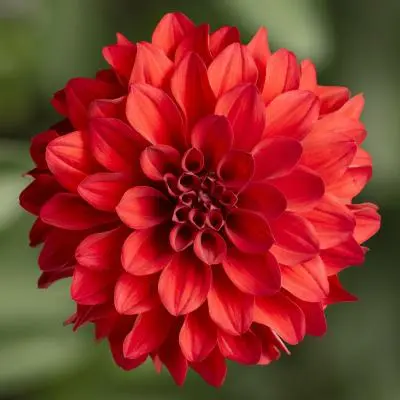 Picture - Ball Horticultural