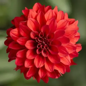 Picture - Ball Horticultural