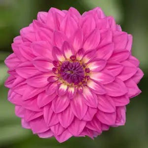 Picture - Syngenta Flowers