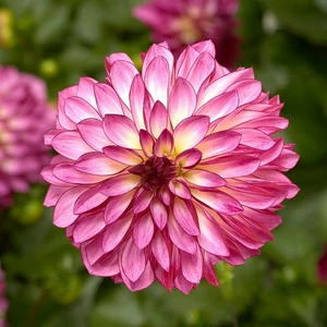 Dahlia Grandalia 'Rose Bicolour'
