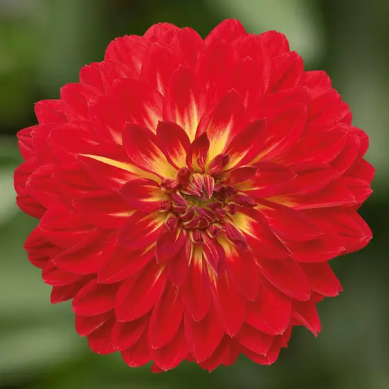 Image Credit: Syngenta