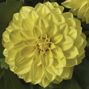 Picture - Syngenta Flowers