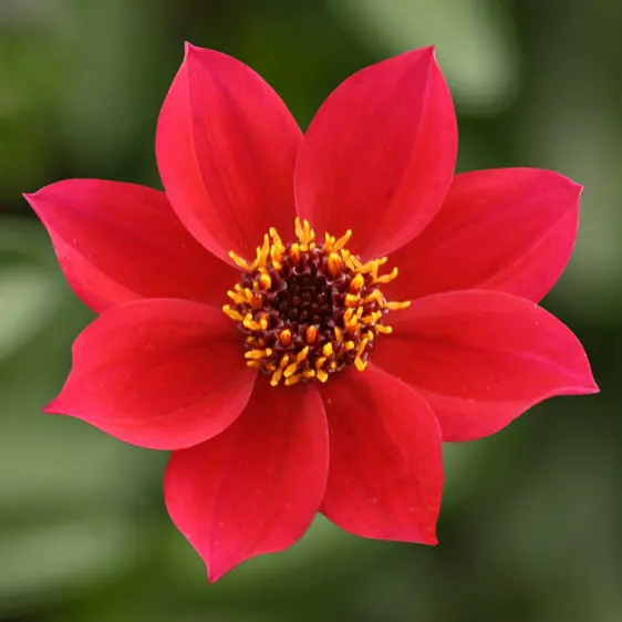Picture - Syngenta Flowers