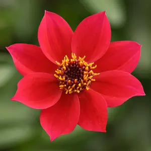 Picture - Syngenta Flowers