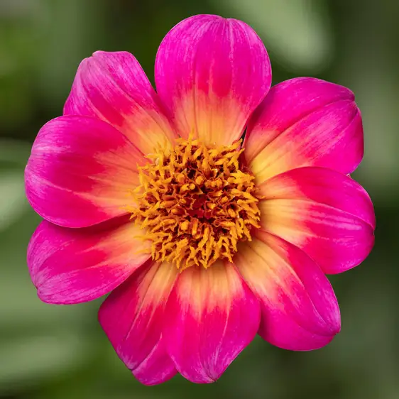 Picture - Syngenta Flowers