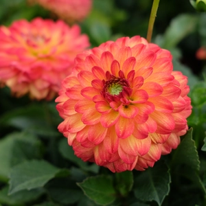 Dahlia 'Icoon'