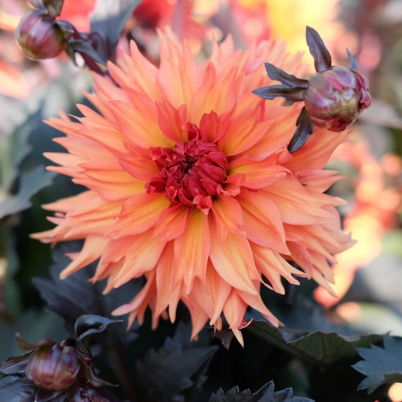 Dahlia 'Iron in the Fire'