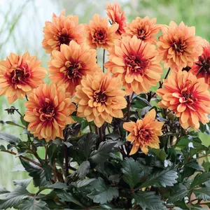 Picture Credit - Beekenkamp Plants