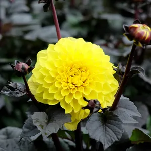 Dahlia 'Labella Maggiore Fun Chocolate Yellow'