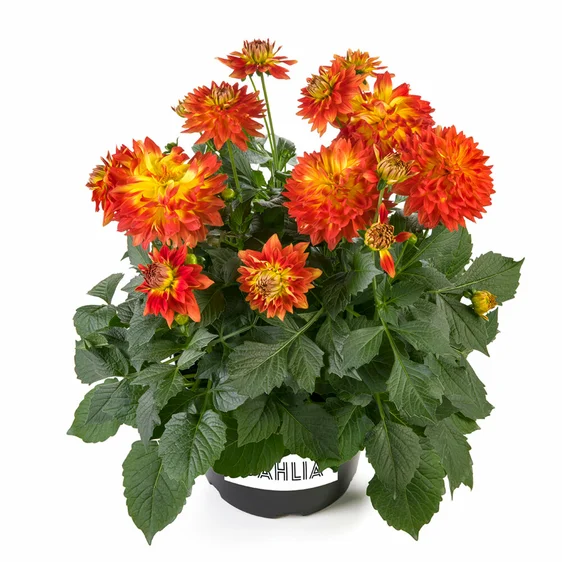 Picture Credit - Beekenkamp Plants