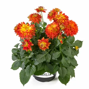 Picture Credit - Beekenkamp Plants