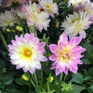Dahlia 'Labella Maggiore Fun Pastel'