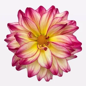 Dahlia 'Labella Maggiore Fun Pomegranate'