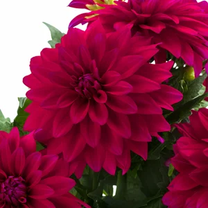 Dahlia 'Labella Maggiore Purple'