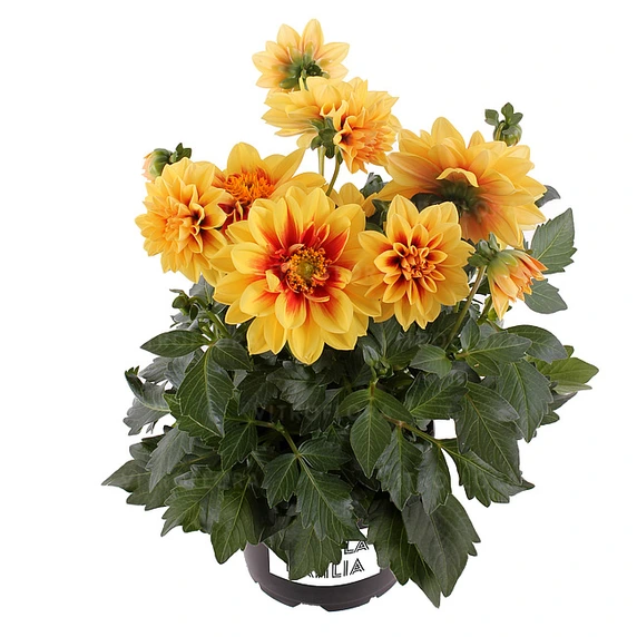 Picture Credit - Beekenkamp Plants