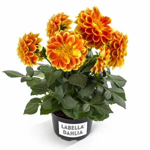 Picture Credit - Beekenkamp Plants