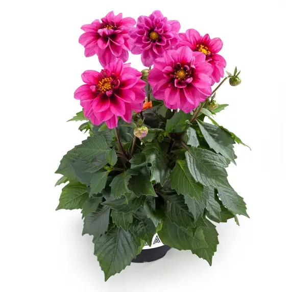 Dahlia Labella® 'Medio Fun Pink With Eye'