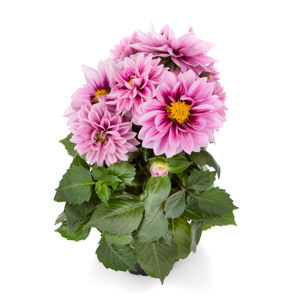 Picture Credit - Beekenkamp Plants